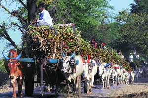 Low sugar price crushes farmers as well as mills