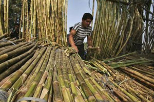Hands off policy issues: UP to banks on cane pricing