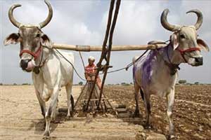 Beef ban, beef ban in India, beef ban in india 2015, beef ban in maharashtra, farmers, ban on slaughtering cows, Maharashtra, Narendra Modi, Narendra Modi news, Bharatiya Janata Party