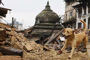 A dog and the ISAR group, Germany (International Search And Rescue) look through the rubble following Saturday's earthquake, in Kathmandu, Nepal, April 28, 2015. REUTERS