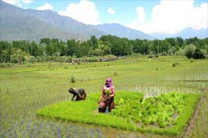 paddy prices
