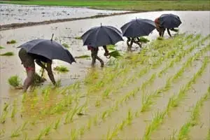 Monsoon rainfall agriculture