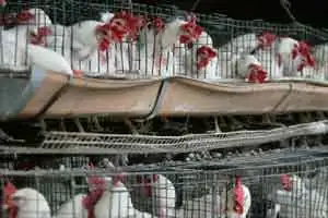 poultry industry in india