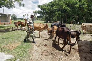 Cow, Beef, India, bangladesh, International Trade, Cattle, Livestock, Hinduism, Bhutan, Nepal, Religion, Belief, War, International relations