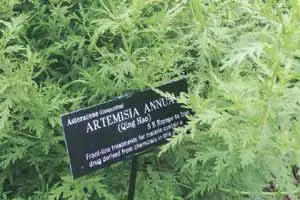 All three Medicine Nobel winners were inspired by natural substances which are either found just lying about or have existed in the traditional pharmacopoeia for millennia