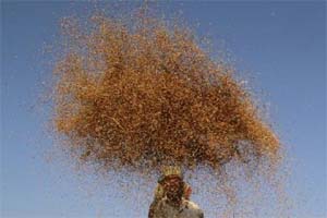 rice price, price of rice, Rice at MSP, Kharif crops, Indian economy, kharif, Minimum support price, CCEA