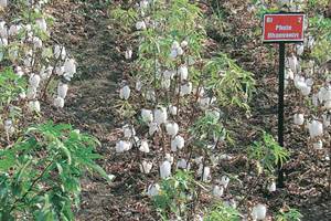  Barwale said FSII now represents 34% of the Indian seed industry. 