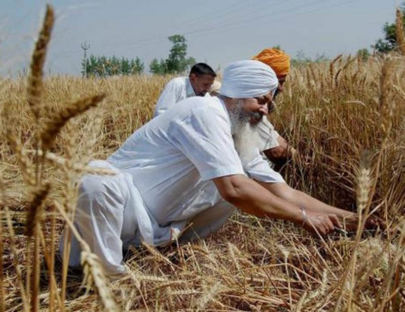8. The Aayog's expert group on agriculture has recently floated a discussion paper with a set of ideas, including exploring use of genetically-modified seeds and minimum crop support price (MSP) reforms, for broader discussion. (PTI photo)
