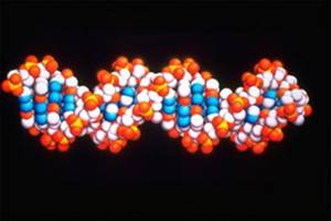 Mitochondria are organelles within cells that carry their own DNA and can be used to infer patterns of maternal ancestry. (Representational Photo)