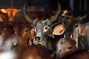 agriculture ministry, union budget 2016