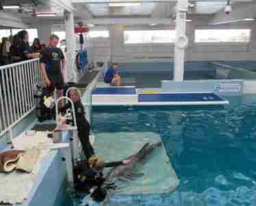 Dolphin