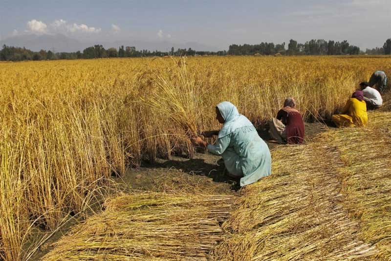 budget 2016, arun jaitley, agriculture in india, budget 2016 highlights, farmers in india, indian economy, arun jaitley budget, arun jaitley on farmers