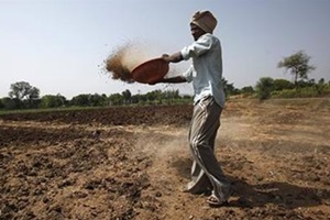 Fertilisers, which provide nutrients needed for plant growth, are traditionally applied to the soil either by spreading them on fields or mixing them with irrigation water. (Reuters)