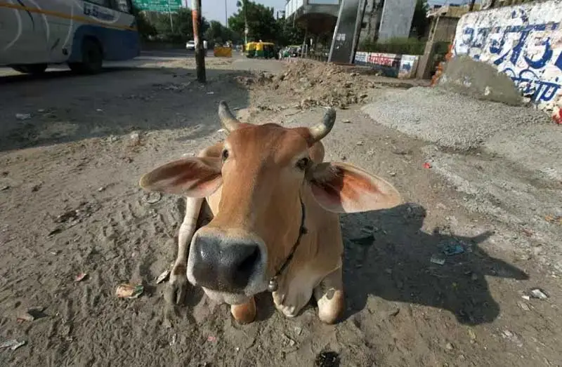 A cow sit at a roadside, at sector 22 in Noida on Oct 5th 2015. Express photo by Ravi Kanojia.