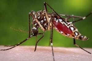New technology holds the promise to making malaria-proof mosquitoes and eliminating their Zika-carrying cousins or wipe out an invasive species but these ''gene drives'' aren't ready to let loose in the wild just yet. (Reuters)