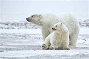 Human ‘super predator’ more terrifying than bears, wolves