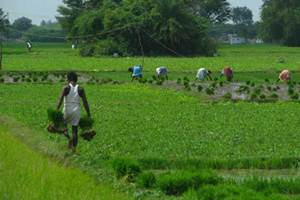 On May 18, the ministry issued a notification that virtually amounted to compulsory licensing of Bt cottonseed technology using the Essential Commodities Act. (PTI)
