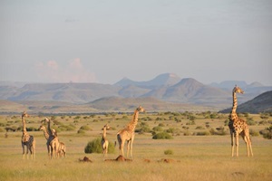 Up until now, scientists had only recognised a single species of giraffe made up of several subspecies. (Reuters)