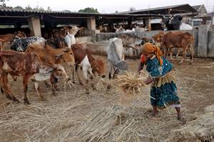 Terming cattle smuggling an "organised crime", the BSF today said it will be more active in registering FIRs and naming culprits therein, to further clamp down on this illegal activity, "worth hundreds of crores", across the Indo-Bangla border. (Reuters)