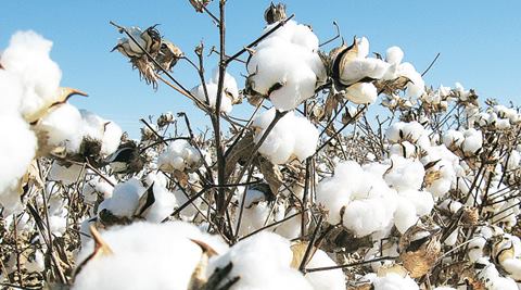 Cotton rates firm on Cotton Corporation of India intervention