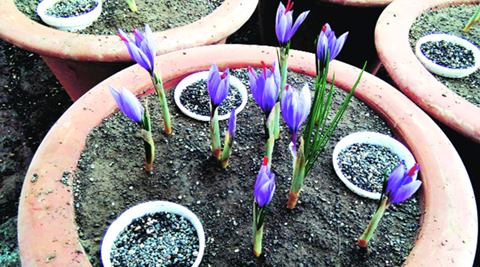 The saffron from the CSIR-NCL greenhouse is being compared with the Kashmir saffron.