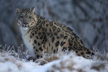 The aging, highly-endangered snow leopard found in his death the same glory that is associated with his life. The villagers, as a mark of respect, gave him a grand farewell. (Reuters)