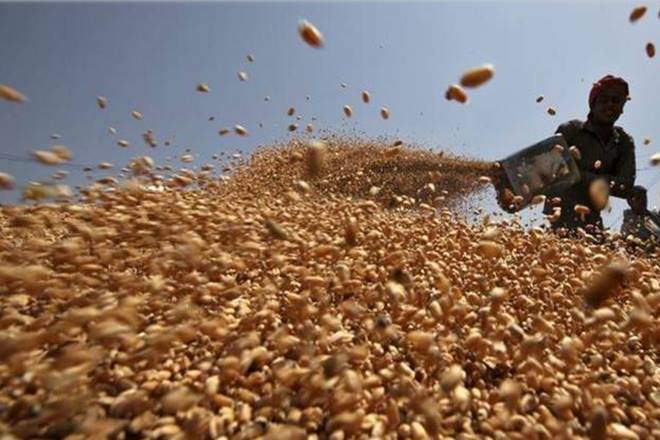 According to an official with the ICAR, the wheat blast disease was reported in a couple of places a few weeks back in Nadia and Murshidabad districts. (Reuters)