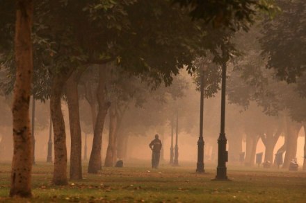 Environment Minister Anil Madhav Dave, in a written reply in the Rajya Sabha, said while in 2014-15 fiscal, 6,161 trees were cut, in 2015-16 financial year, 4,689 trees were cut. The number of trees cut in 2016-17 was 4,759. (Reuters)