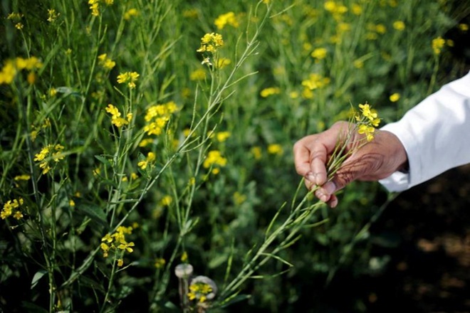 genetically modified mustard, genetically modified mustard cultivation agricultural scientist, gm mustard, gm mustard cultivation