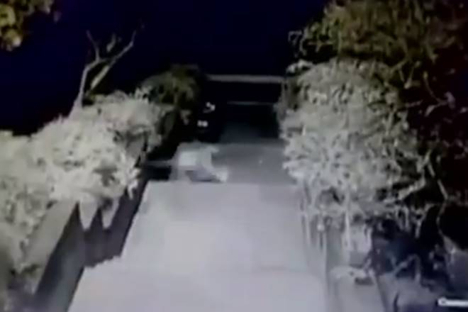 Leopard, Mumbai's Bombay Veterinary College, leopard, Bombay Veterinary College, Mumbai college, attacks dogs, Veterinary College, Mumbai