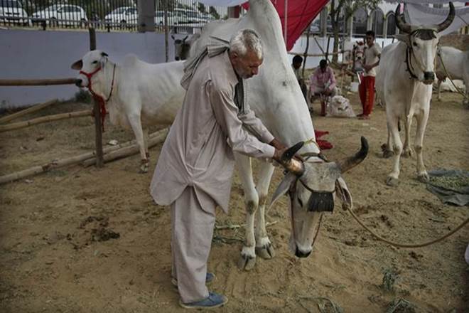 Uttar Pradesh government, Sweets, cow milk, sweets made of cow milk, Prasad, State Diary Minister Laxmi Narayan Chaudhary, Navratra
