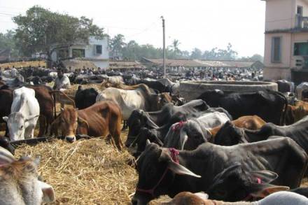 Of the 8,455 valid applicants, only 2,372 (28 per cent) received a cow or buffalo under the scheme, said the report of the Comptroller and Auditor General (CAG), tabled in the state legislature last week. (Representative Image)