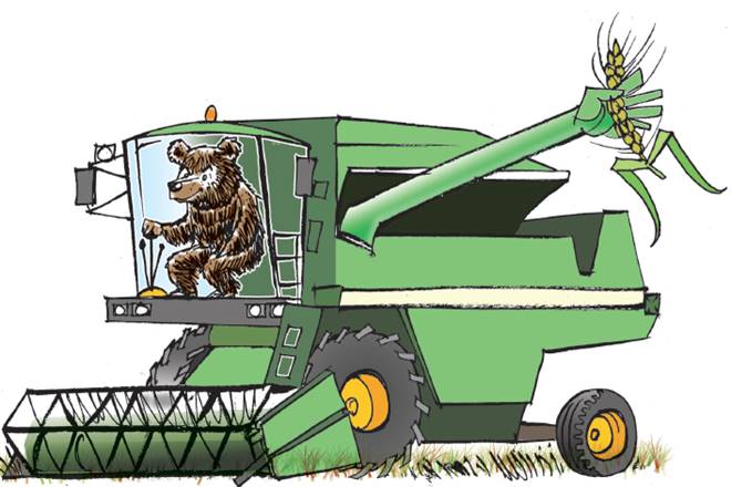 Russian wheat, wheat, India