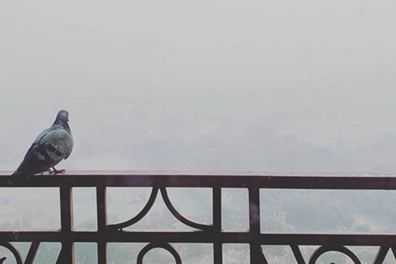 Delhi-NCR, delhi pollution, delhi pollution level, NCR pollution, Air Quality Index, India Gate, Rajpath, Indian Medical Association, Delhi CM, Arvind Kejriwal, Delhi Half Marathon, Anand Vihar, health