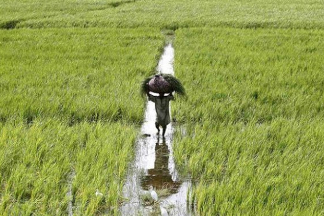 double farmers income, narendra modi, agrarian crisis, Animal husbandry, livestock populations, livestock products, Livestock share,  agricultural commodity, foodgrain production