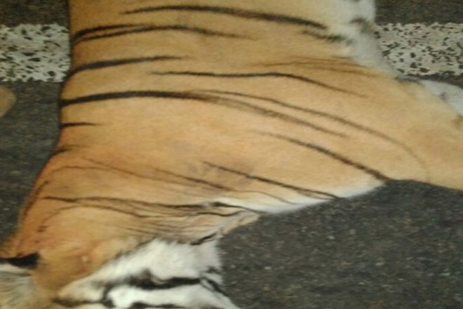 Tiger dead, tiger found dead in Maharashtra, tiger death due to accident