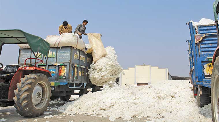 Cotton