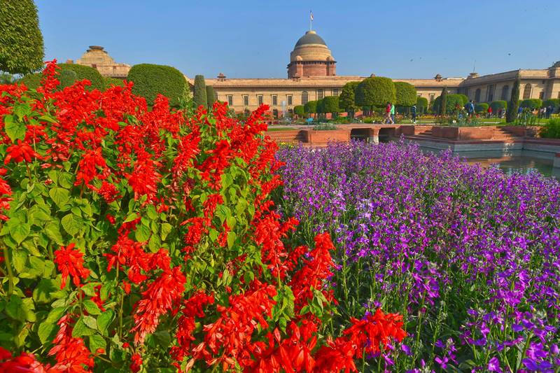 Mughal Gardens, Rashtrapati Bhavan, Mughal Gardens of Rashtrapati Bhavan, Mughal Gardens open, when is Mughal Gardens opening, Mughal Gardens photos, flowers, flower show, tulip, roses, Mughal Gardens open for public, Mughal Gardens timings, Udyanotsav