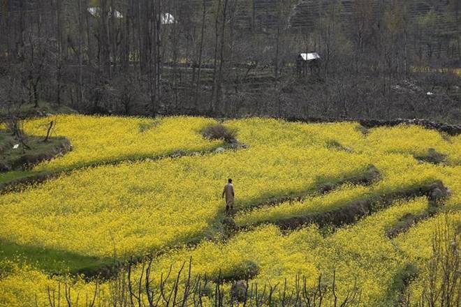 gm mustard, what is gm mustard, problems in harvesting gm mustard