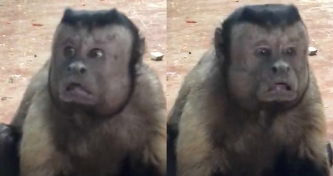 Monkey with a human-like face spotted in Chinese Zoo is now the new sensation on the internet