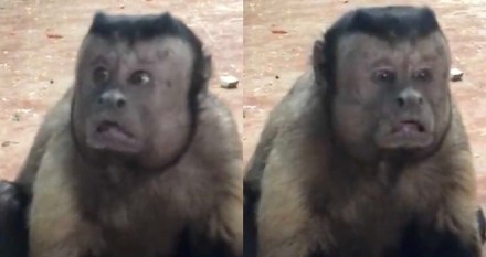 Monkey with a human-like face spotted in Chinese Zoo is now the new sensation on the internet