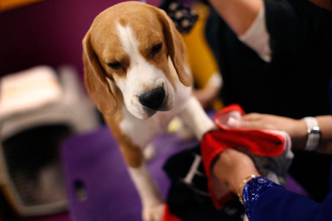 digi pet, air cargo india, IOT, chat with pet