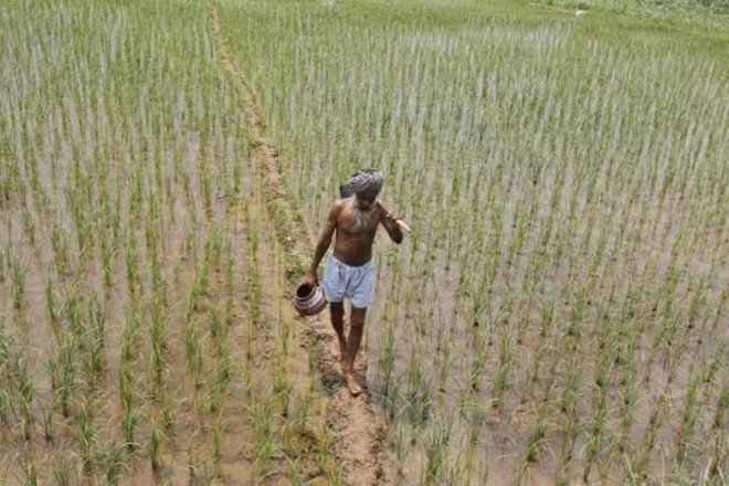 India,India rice bowl, punjab, sugarcane, mahrashtra,  paddy procurement mechanism, rice cultivation, irrigation water, Bihar, West Bengal, sugar mills