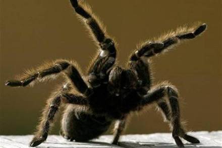 australia, melbourne, spider, oldest spider, mexico, tarantula