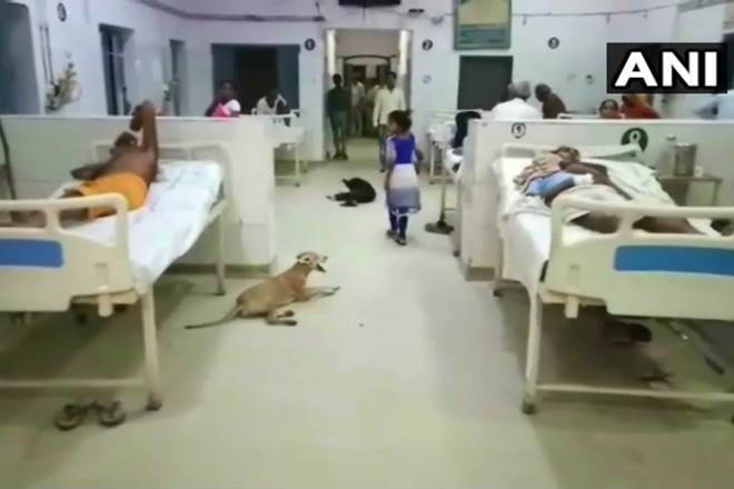 Dogs seen in wards of Hardoi's district hospital in Uttar Pradesh. (twitter.com/ANI)
