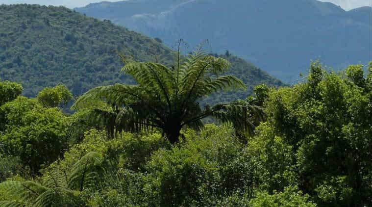 forest, forest policy act