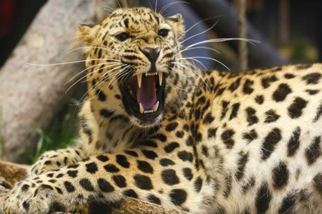 Leopards india, Leopard populations, Leopards number, save Leopard, save tigers, tigers death, karnataka Leopard
