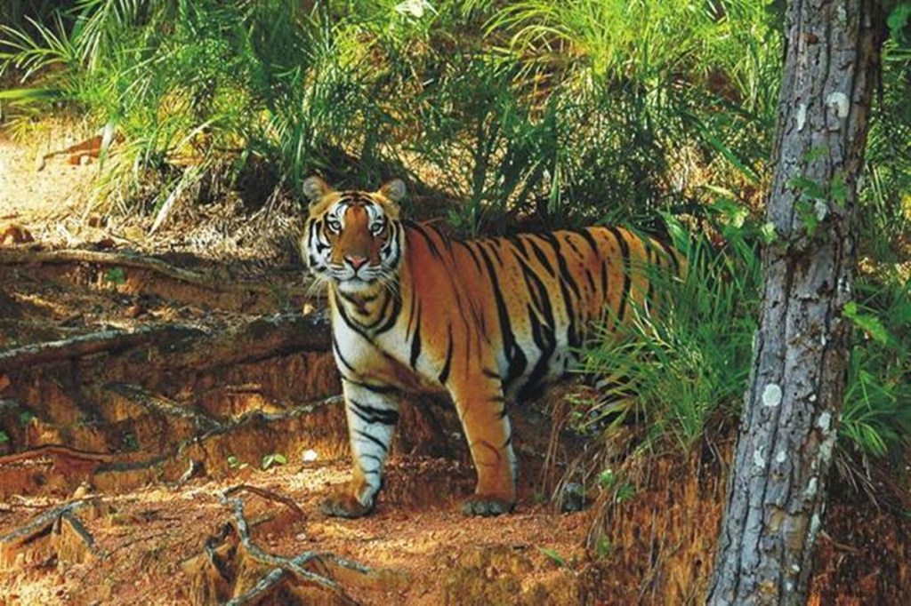 Odisha: Tiger found dead in Satkosia Tiger Reserve