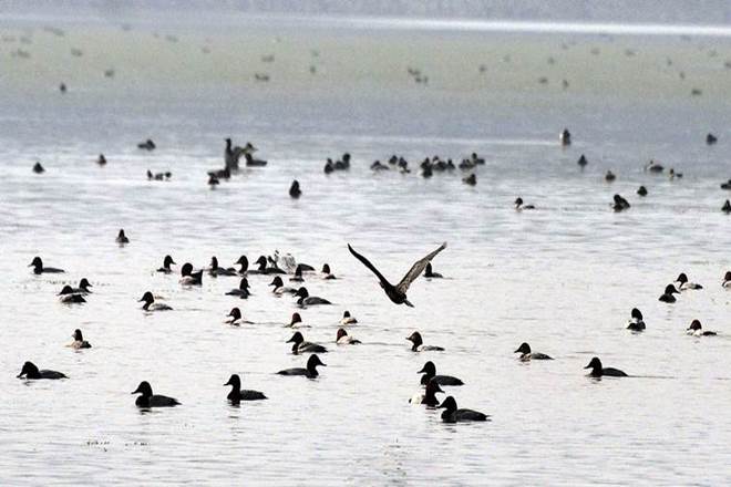 Last winter a total of 8,93,390 birds belonging to 147 different species had been counted in the Chilika lake (Express File Photo)