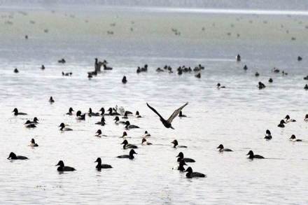 Last winter a total of 8,93,390 birds belonging to 147 different species had been counted in the Chilika lake (Express File Photo)